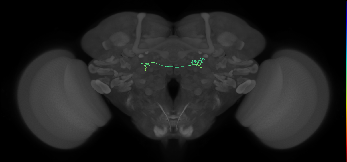 LAL086(AVM09)_L (FlyEM-HB:1510312346)