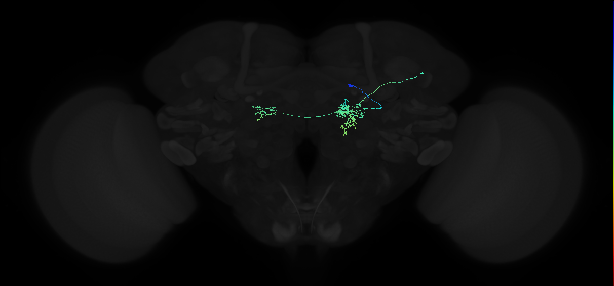 adult lateral accessory lobe neuron 088