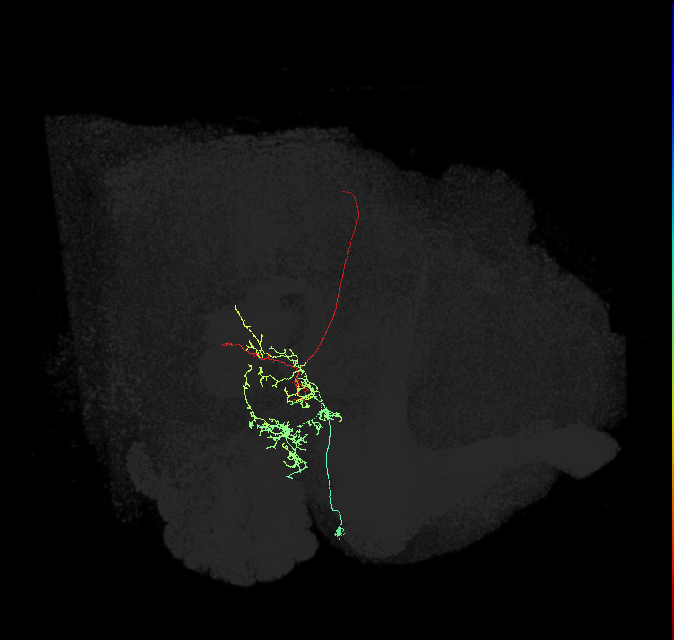 LAL090_R (FlyEM-HB:1510316567)