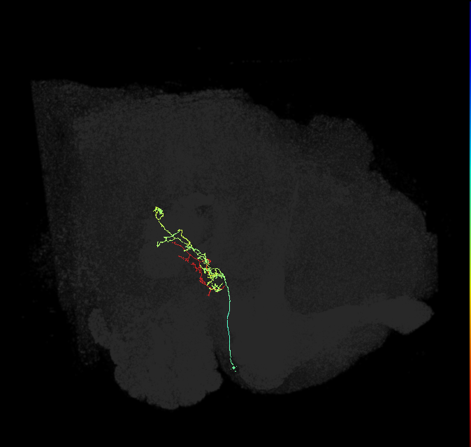 LAL095_R (FlyEM-HB:1602401866)