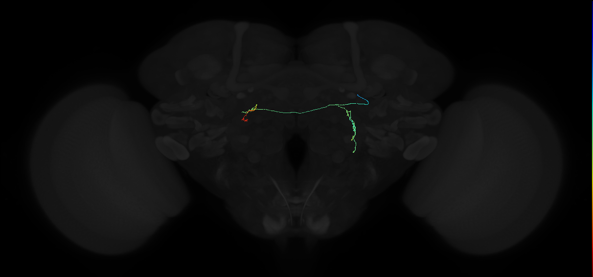 adult lateral accessory lobe neuron 096