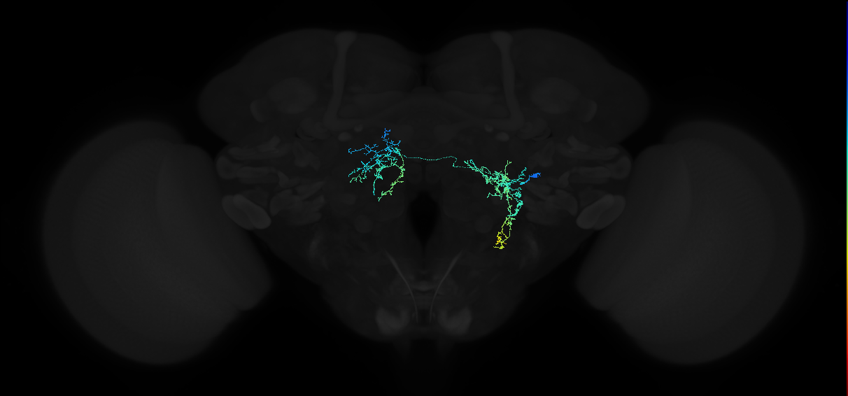 adult lateral accessory lobe neuron 116