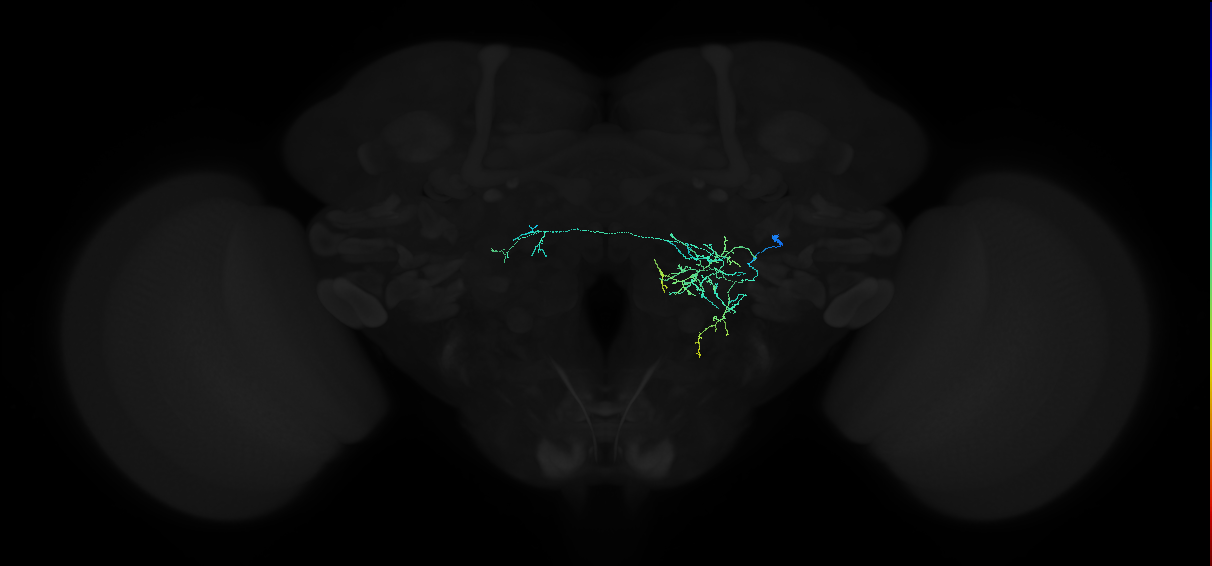 adult lateral accessory lobe neuron 117