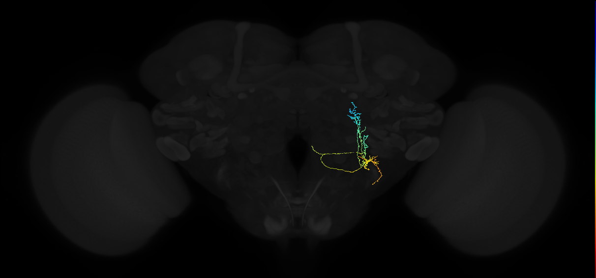 adult lateral accessory lobe neuron 133