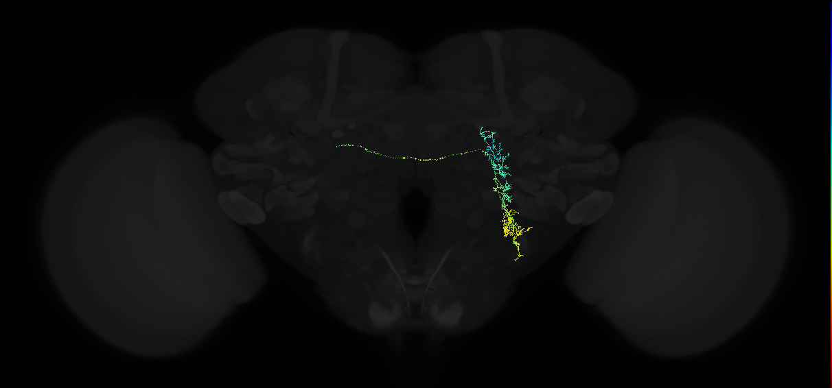 adult wedge-bilateral lateral accessory lobe neuron