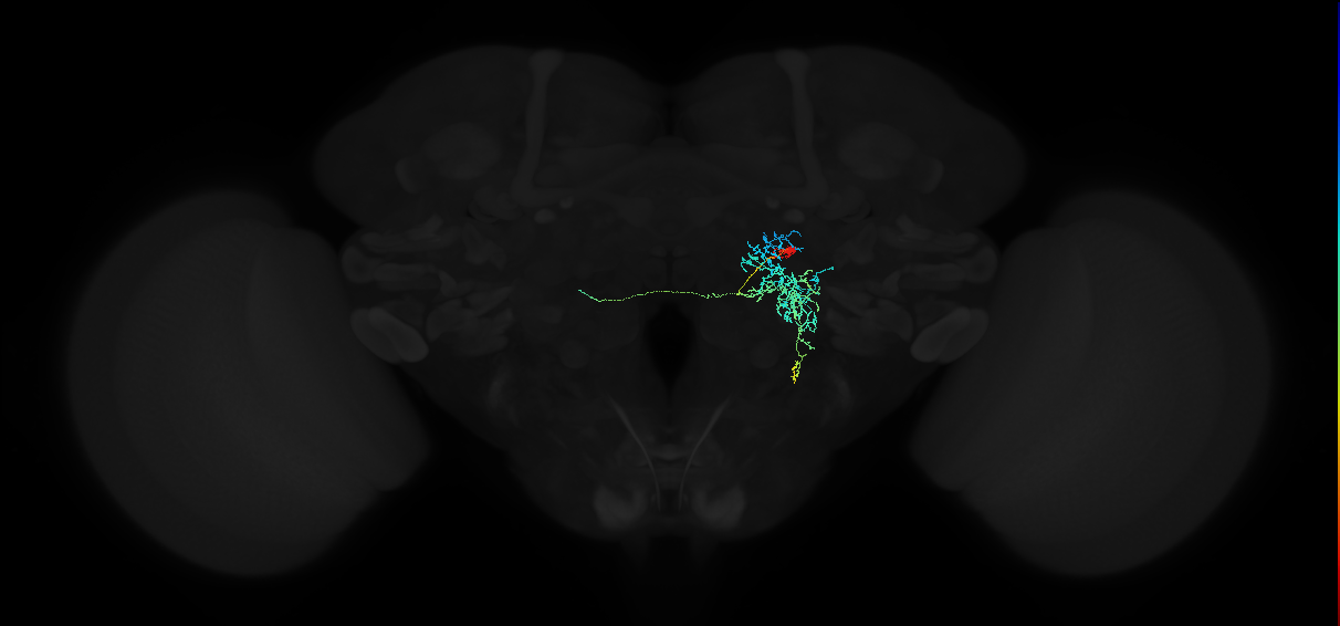adult lateral accessory lobe neuron 153