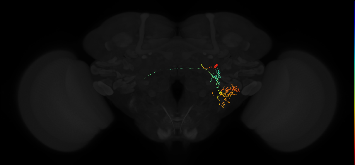 adult lateral accessory lobe neuron 158