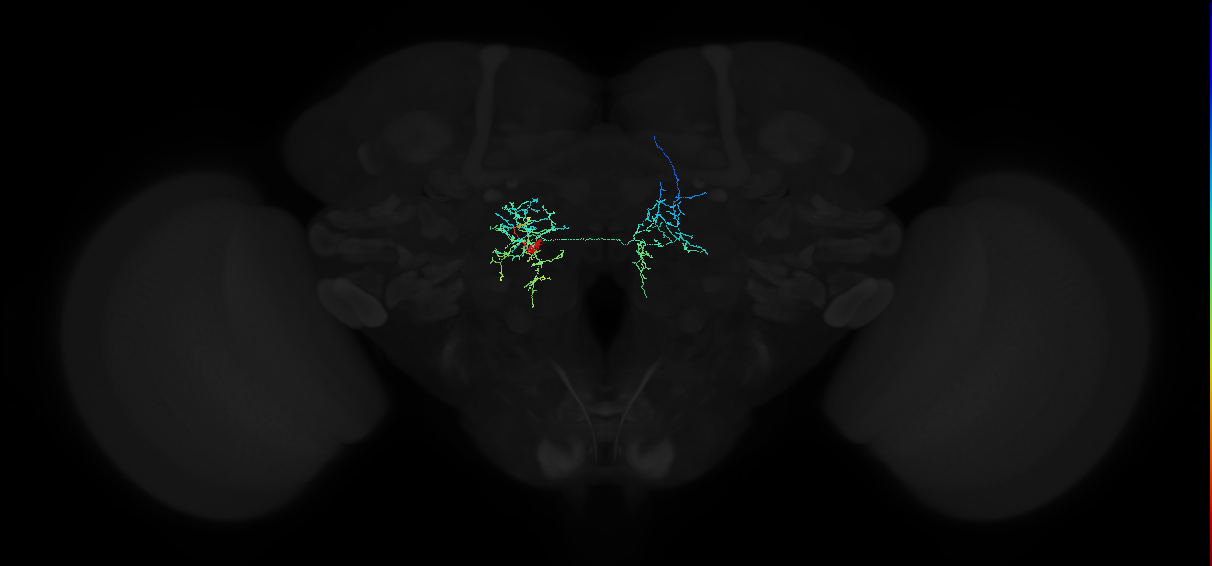 adult lateral accessory lobe neuron 163