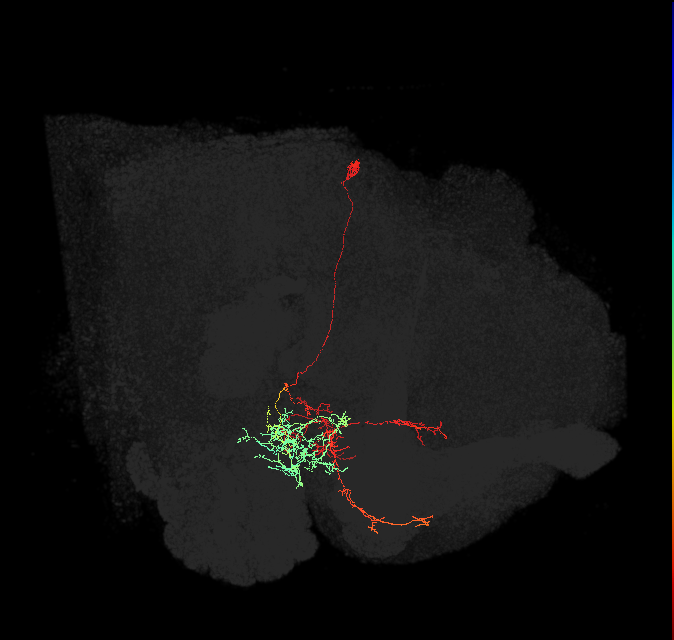 LAL175(PVM03)_L (FlyEM-HB:5813088921)