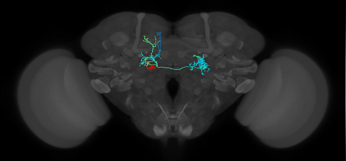 LAL175(PVM03)_L (FlyEM-HB:5813088921)