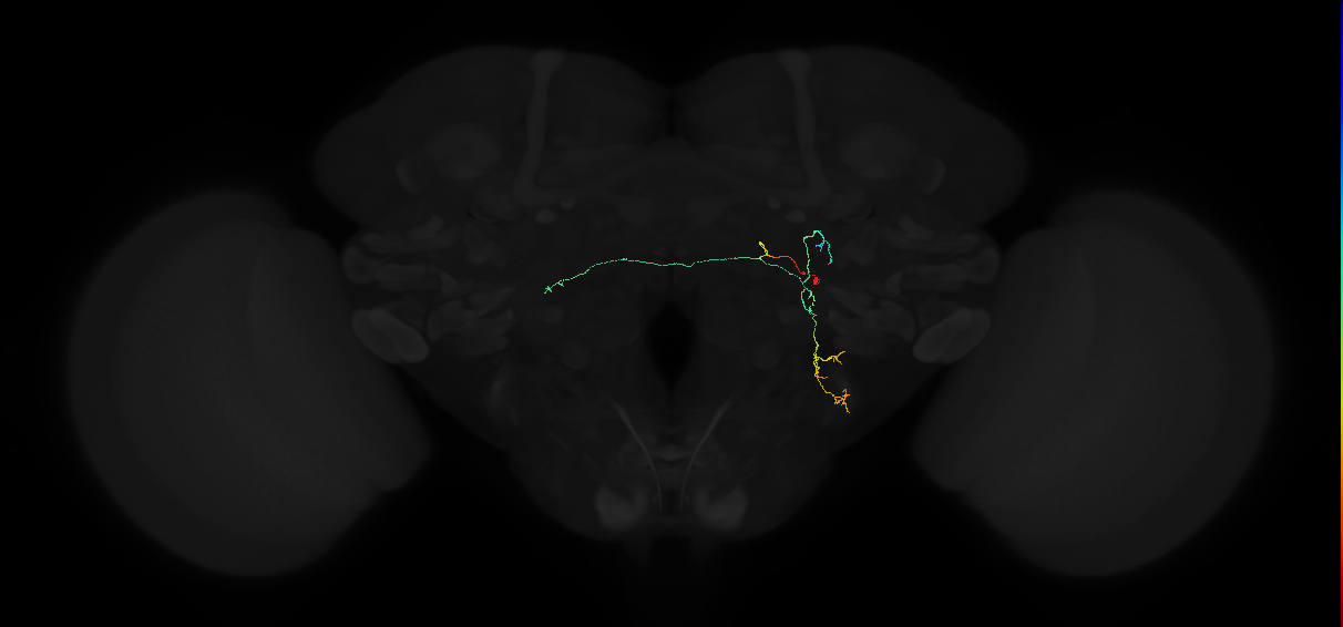 adult lateral accessory lobe neuron 180