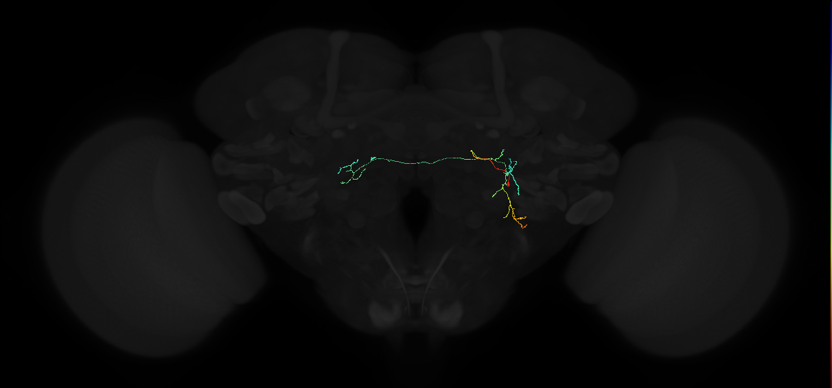 adult lateral accessory lobe neuron 180