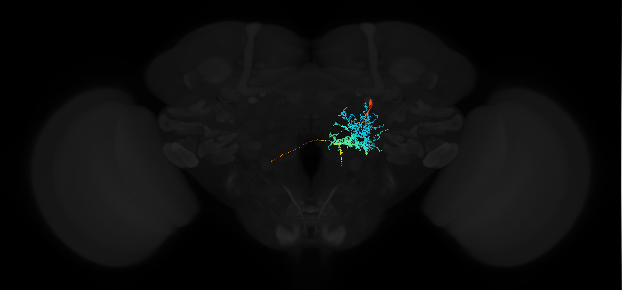 adult lateral accessory lobe neuron 183