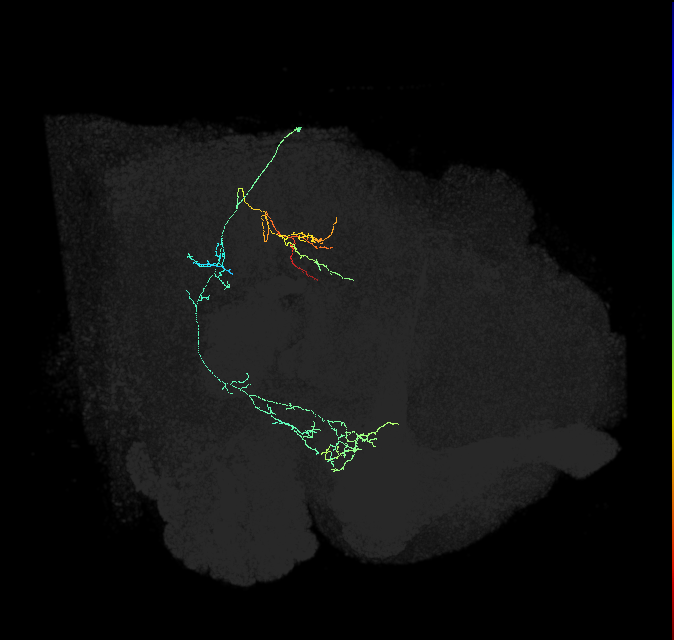 LAL188_R (FlyEM-HB:1533265020)