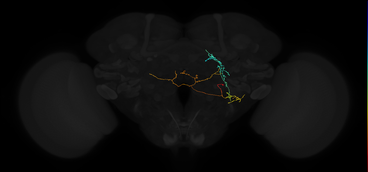 adult lateral accessory lobe neuron 188