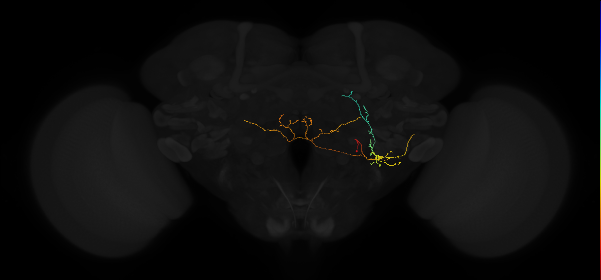 adult lateral accessory lobe neuron 188