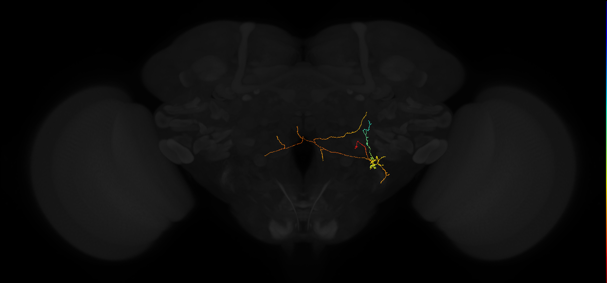 adult lateral accessory lobe neuron 189