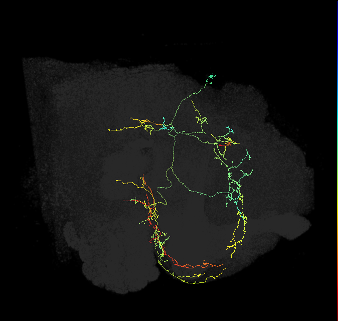 adult lateral accessory lobe neuron 191