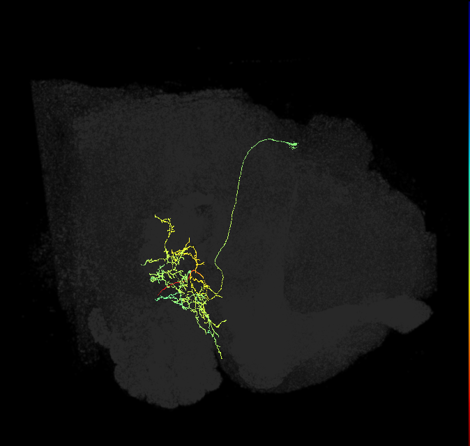 LAL196_R (FlyEM-HB:1603109870)