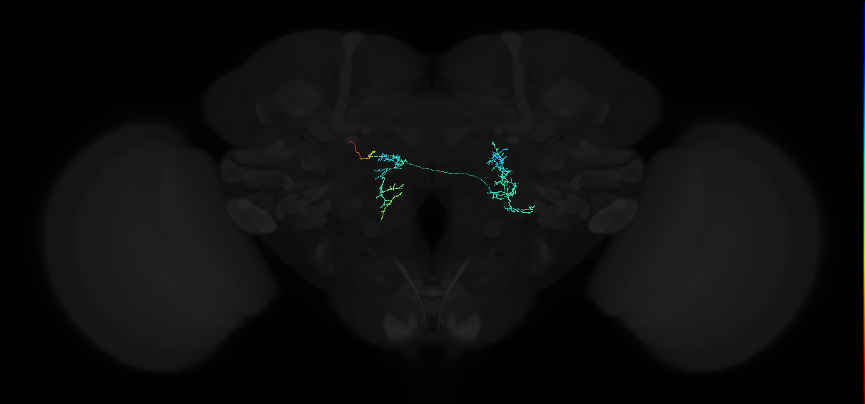 adult lateral accessory lobe neuron 196