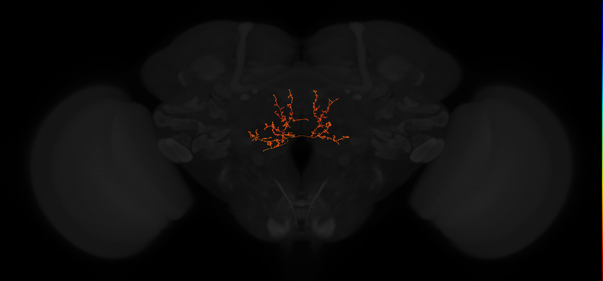 adult lateral accessory lobe neuron 200
