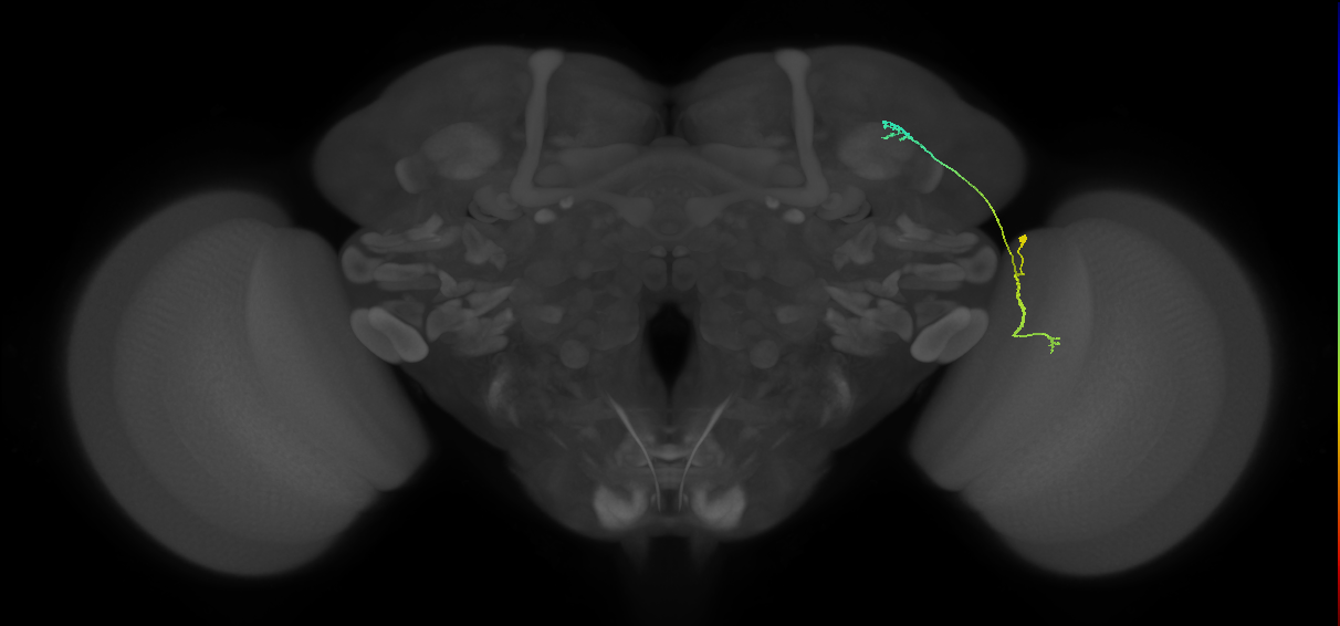 LC10 (FlyEM-HB:5813048447)