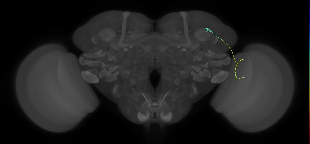 LC10 (FlyEM-HB:861224611)