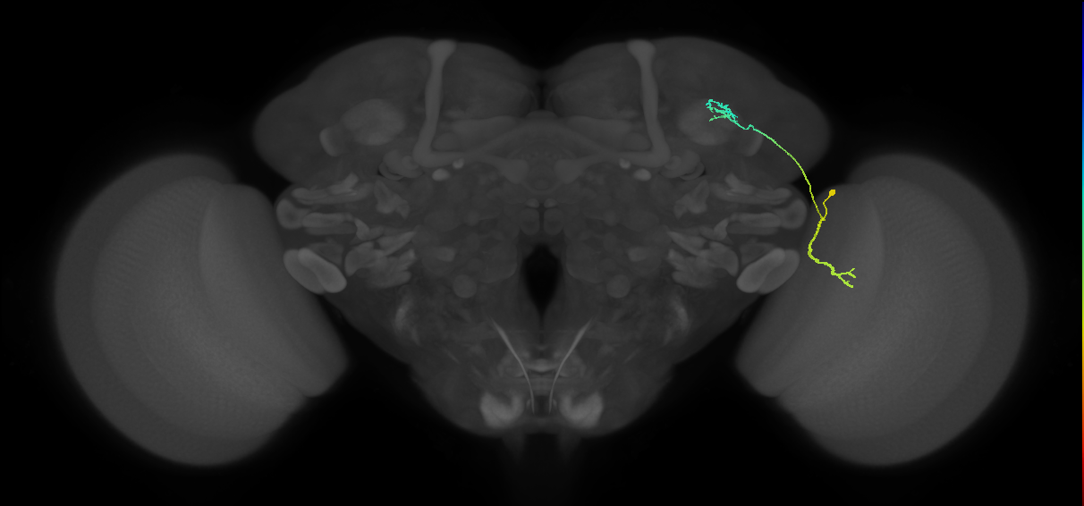 LC10 (FlyEM-HB:5813048451)