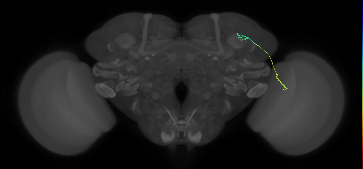 LC10 (FlyEM-HB:5813047637)