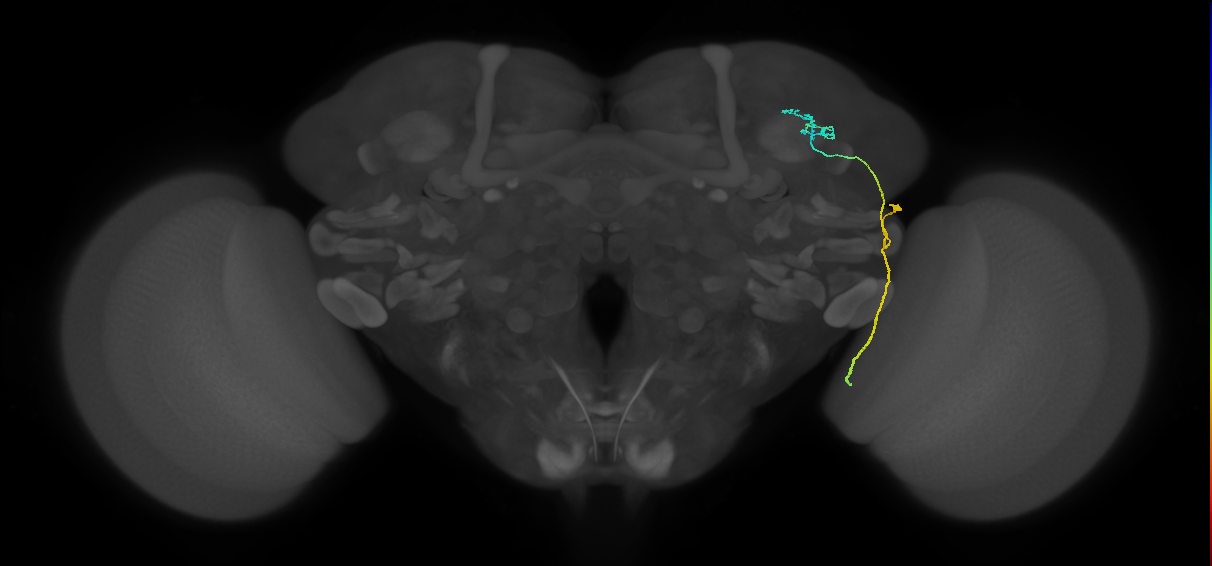 LC10 (FlyEM-HB:862602167)