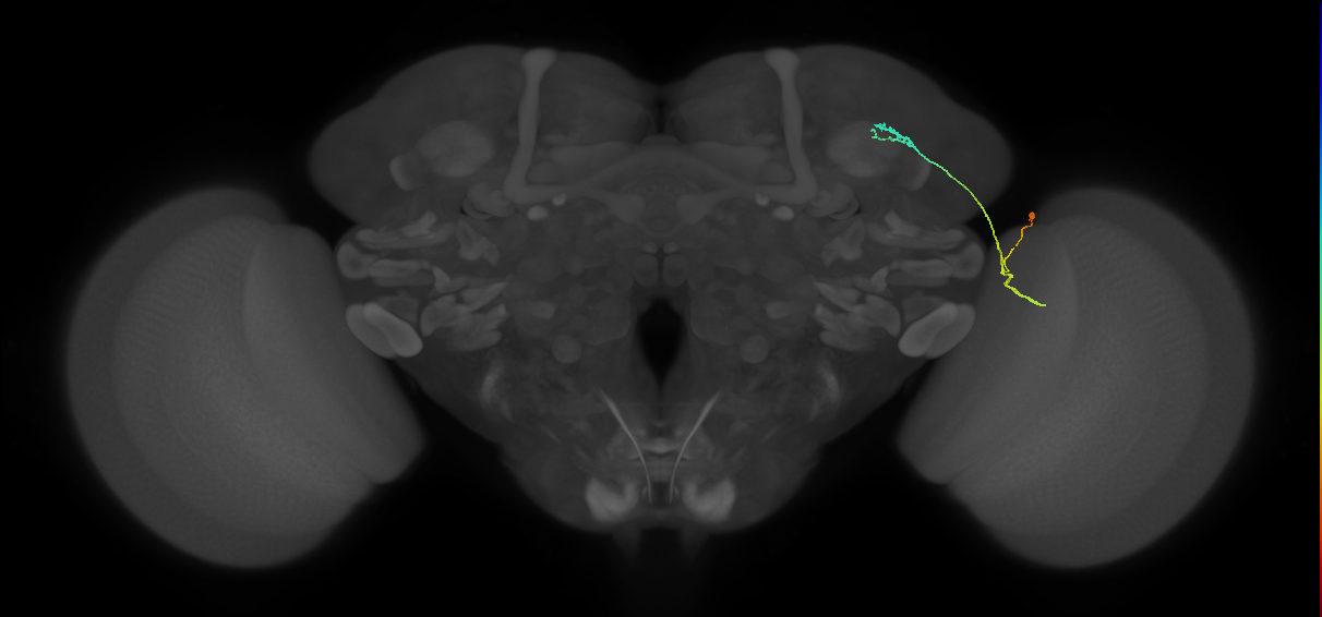 LC10 (FlyEM-HB:892600723)