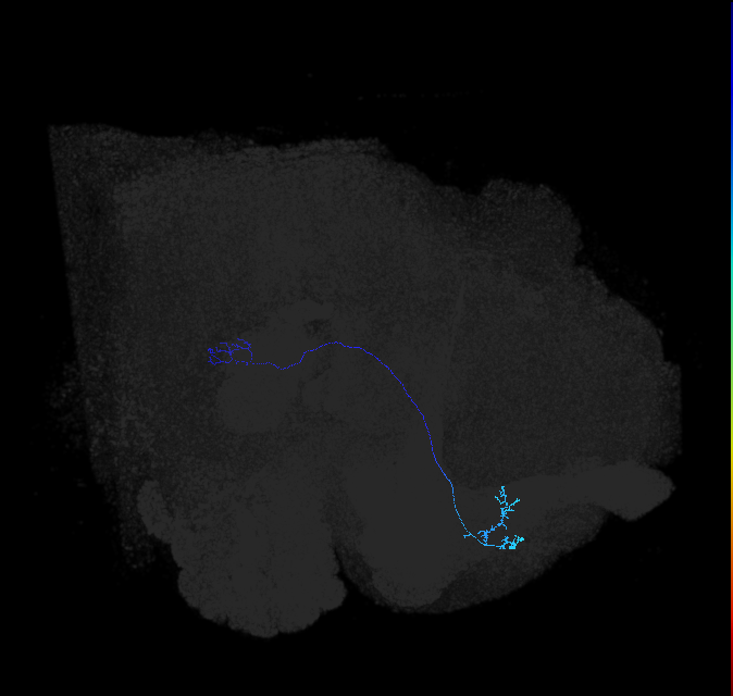 LC10 (FlyEM-HB:891935748)