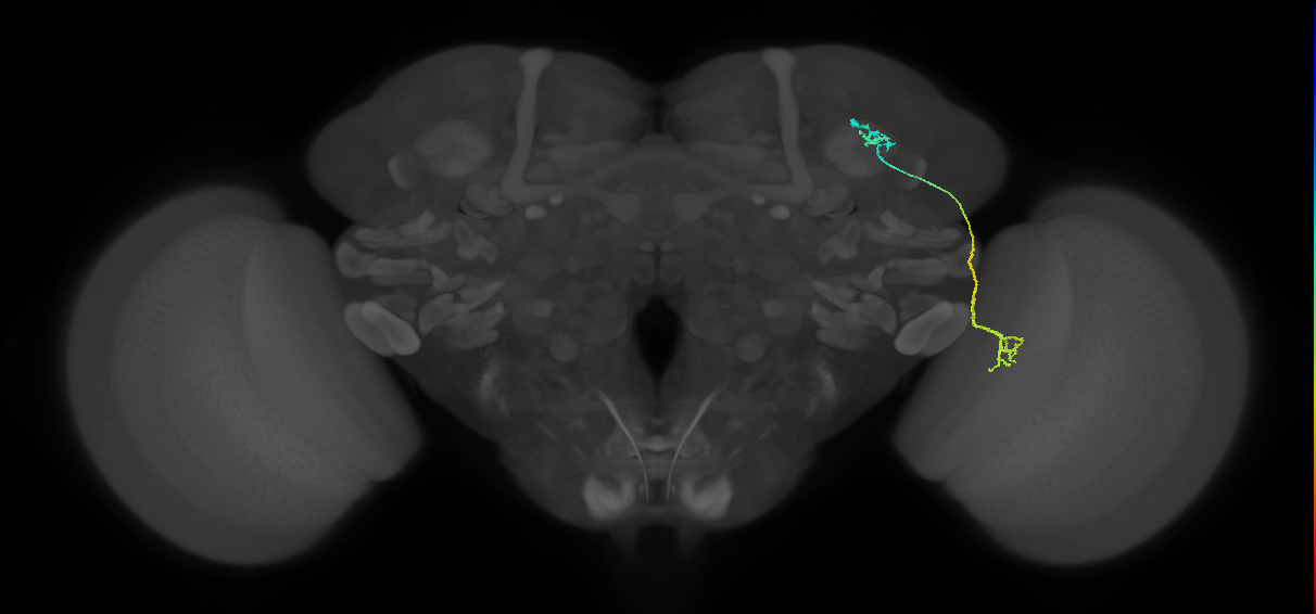 LC10 (FlyEM-HB:891935748)