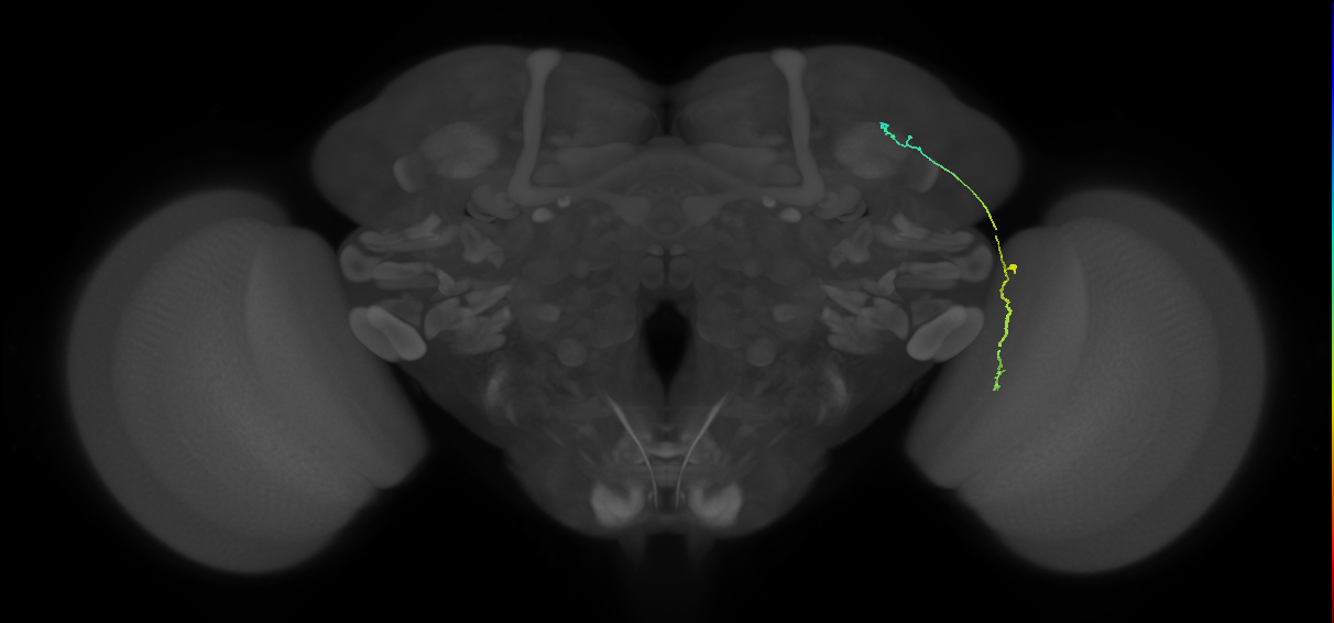 LC10 (FlyEM-HB:891923486)