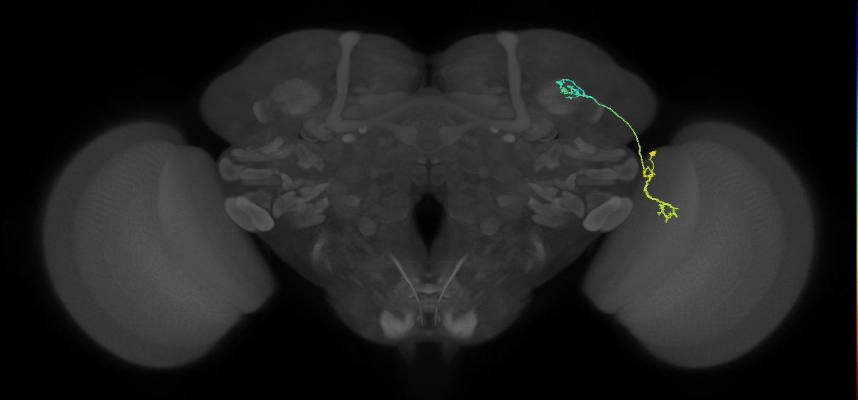 LC10 (FlyEM-HB:891936249)