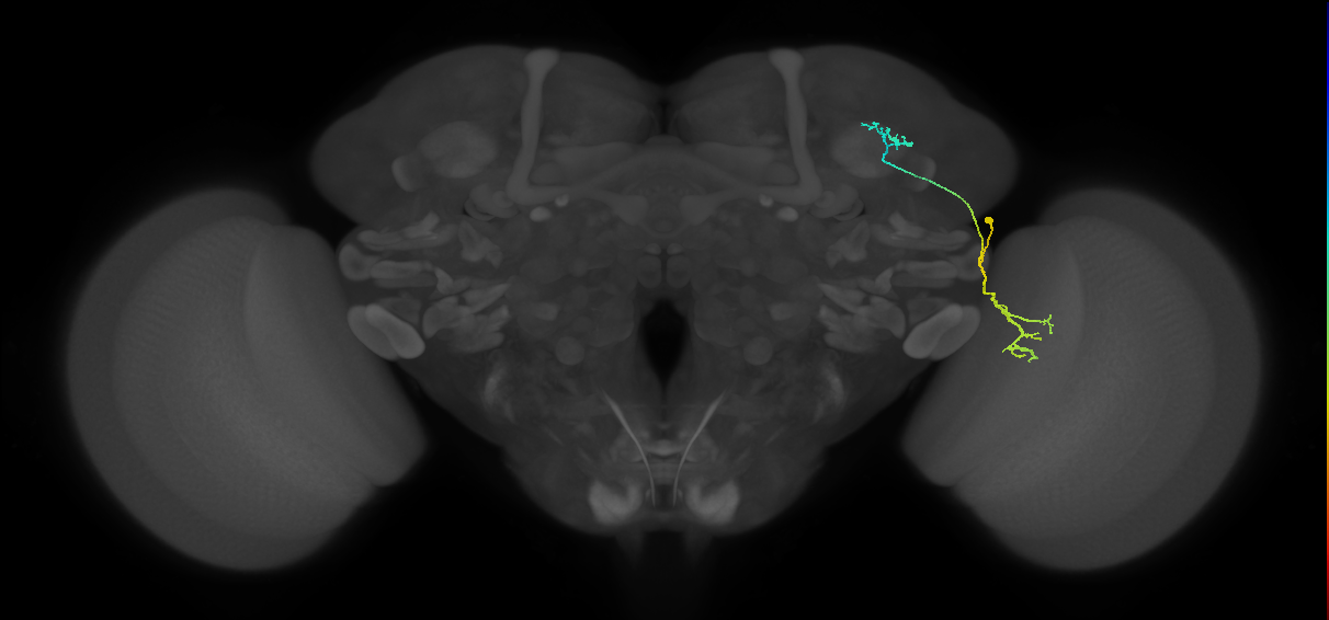 LC10 (FlyEM-HB:893287520)