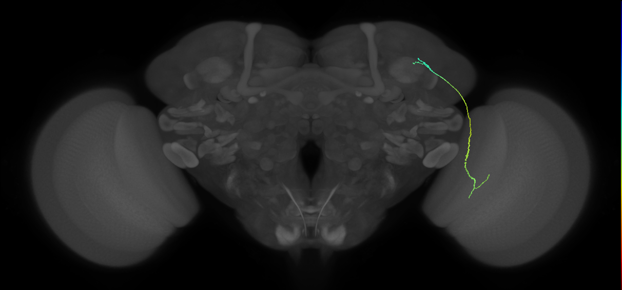 LC10 (FlyEM-HB:1076724887)