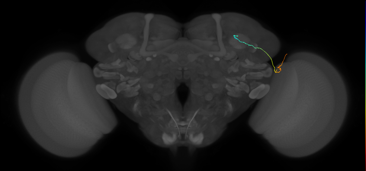 LC10 (FlyEM-HB:924002286)