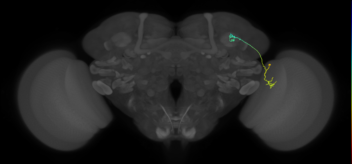 LC10 (FlyEM-HB:892277589)