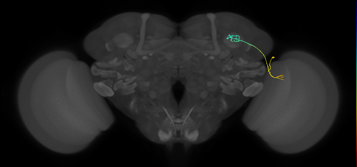 LC10 (FlyEM-HB:923636089)