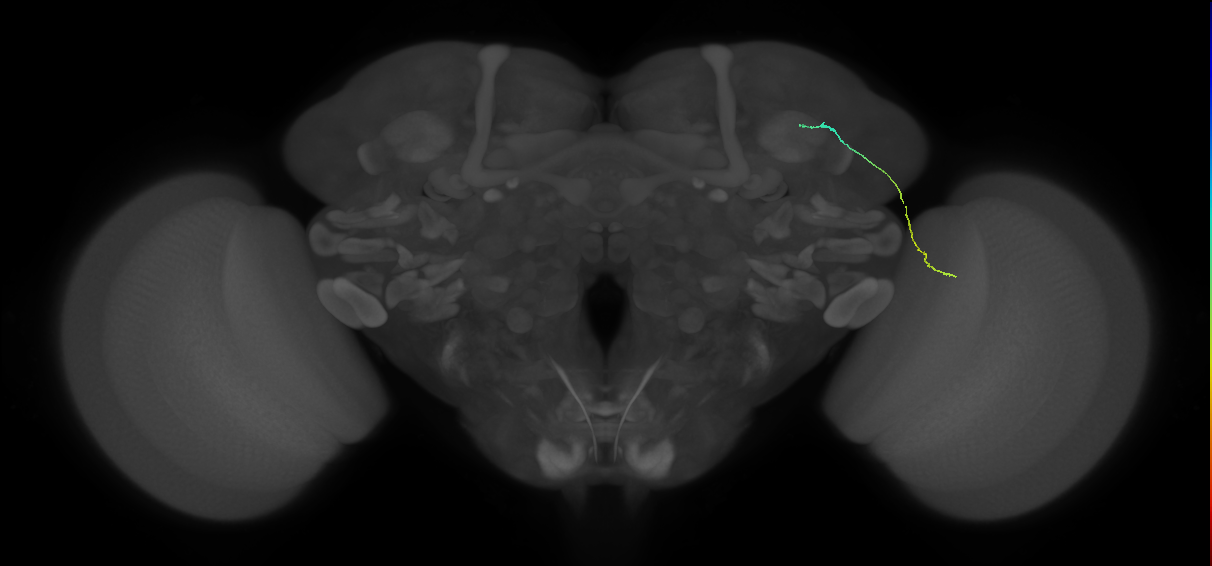 LC10 (FlyEM-HB:1383633605)