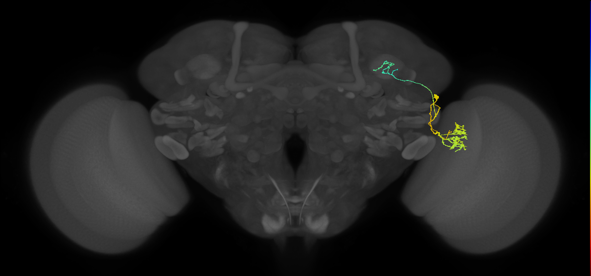 LC10 (FlyEM-HB:1226084614)