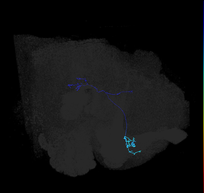 LC10 (FlyEM-HB:5813016661)