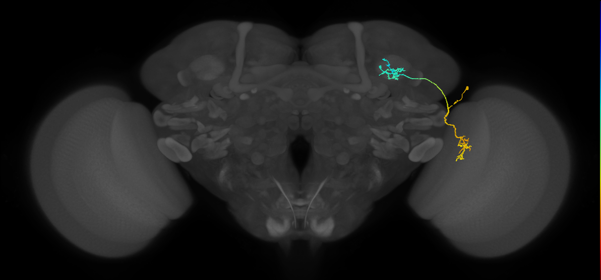 LC10 (FlyEM-HB:5813016661)