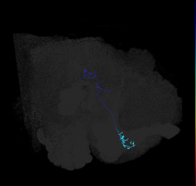 LC10 (FlyEM-HB:955383212)