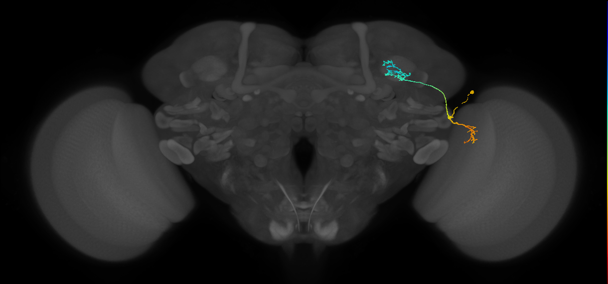 LC10 (FlyEM-HB:955383212)