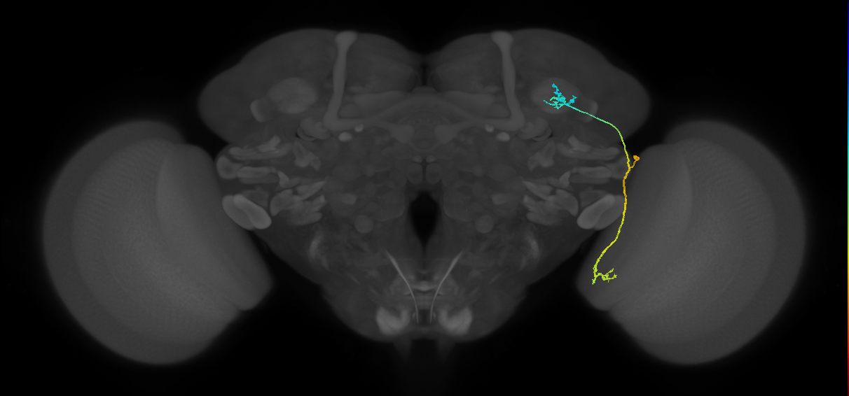 LC10 (FlyEM-HB:1018458715)