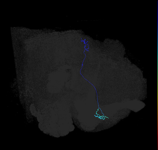 LC10 (FlyEM-HB:956082289)