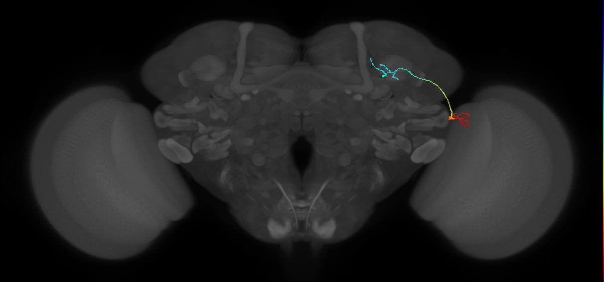 LC10 (FlyEM-HB:956082289)