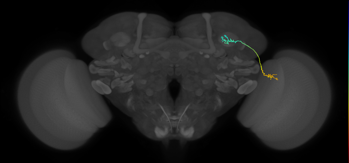 LC10 (FlyEM-HB:955374672)